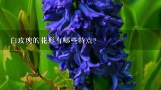 白玫瑰的花形有哪些特点?