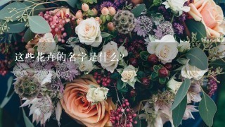 这些花卉的名字是什么?