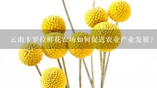 云南卡罗拉鲜花农场如何促进农业产业发展?